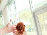Micro Boy Poodle Yavrularımız