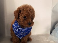 Poodle Yavru Erkek