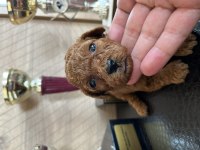 Mini boy toy poodle yavrular
