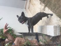 Sahiplendirlecektir french bulldog