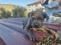 Cane Corso Yavrularımız