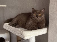 REZERVEYE AÇIK ÇİKOLATA KEDİLER