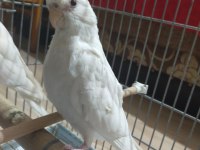 Yeni yeme düşen albino kırmızı göz sultan papağanı