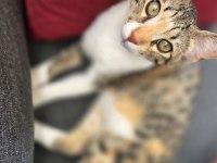 4 AYLIK KEDİMİZ YENİ EVİNİ ARIYOR