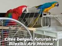 Ara Macaw Papağanı 11 Aylık