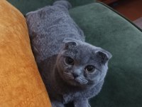 ALTI AYLIK DİŞİ SCOTTİSH FOLD KEDİMİ SAHİPLENDİRİYORUM