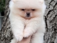 Luvpaw dan Ayı Surat Pomeranian Boo Yavrular