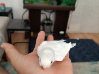 Yavrum muhabbet kuşları ele alıştırmalık