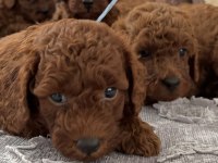 Toy poodle yavrular