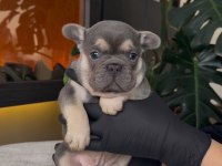 REZERVEYE AÇIK EGZOTİK FRENCH BULLDOG SAFKAN YAVRULARIM