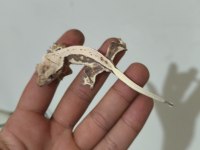 Crested Gecko Türleri