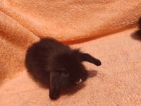 Hollanda teddy lop tavşanı