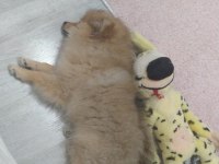 Pomeranian tilki surat pomeranian kızım