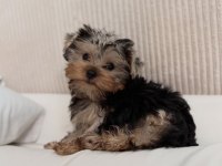 Ev ortamından yorkshire terrier yavrular