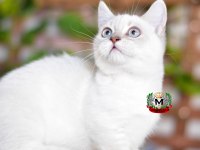MUNCHKIN CÜCE KEDİ