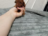 Kore toy poodle
