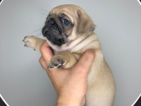 A KALİTE PUG YAVRULARIMIZ YENİ YUVALARINI ARIYOR
