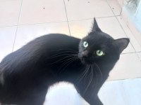 Ücretsiz olarak sahiplendirilecektir bombay