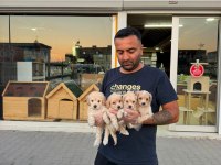 shoooowwww kalite maltipoo yavrular ankara mağazamızda 