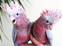 BEBEK GALLAH KAKADU