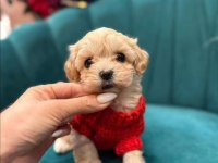 Baby Face Maltipoo Bebeklerimiz Sizlerle