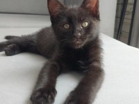 CATMAN KEDİMİZ YUVASINI ARIYOR