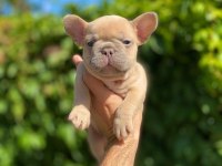 MAVİ GÖZLÜ FRENCH BULLDOG YAVRULAR