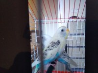 2 tane rerkleri harika 6 aylık muhabbet kuşu