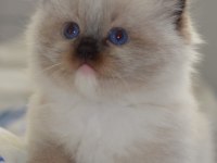 Full Şecereli Ragdoll Yavruları