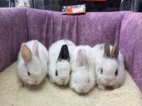 CÜCE NETHERLAND DWARF YAVRU TAVŞANLAR