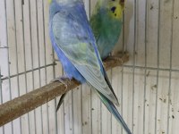 Hazır Yumurtalı Rainbow Muhabbet Kuşu Takımlar