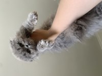 Sıfır burun sıfır kulak scottish fold