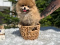 Yeni ailesini arayan pomeranian