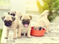 Irk Ve Sağlık Garantili Pug