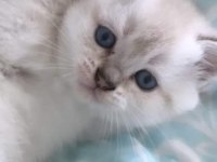 Yeni yuvalarını arıyoruz scottish fold