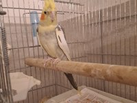 Damızlık pied çift sultan papağanı