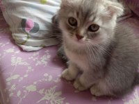 2 Aylık 3 Scottish Fold Yavru