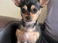 Chihuahua köpeğimiz kukiye acil yuva