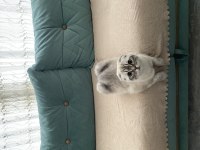 Scottish Fold kızımız