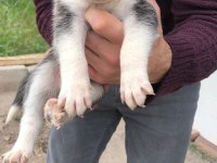 Dişi husky yavrular sahiplendirilecektir