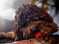15 AYLIK KORE KUYRUKSUZ POODLE