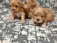 Rezerve açık kg cm garantili maltipoo yavrular