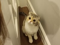 Yetişkin scottish fold kız kedimize yuva arıyoruz