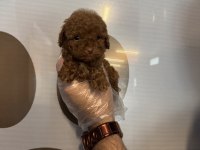 TEACUP TOY POODLE YAVRULARIMIZ
