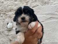 SİYAH PEKİNEZ YAVRUMUZ