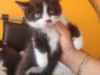 BSH ve SFLH Dişi Ve Erkek Yavru Kediler İzmir