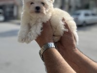 A kalite teacup 2.5 kg garantili erkek maltese yavrumuz