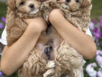 Çift renk özel kore maltipoo yavrular