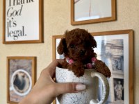 Mini Boy Teacup Poodle Yavru