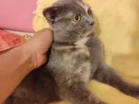 Uygun puanlı scottish fold sahiplendirme ilanıdır